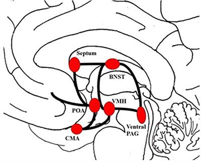 The Affective Neuroscience of Sexuality: Development of a LUST Scale